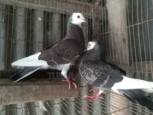 Desi Golla Pigeon