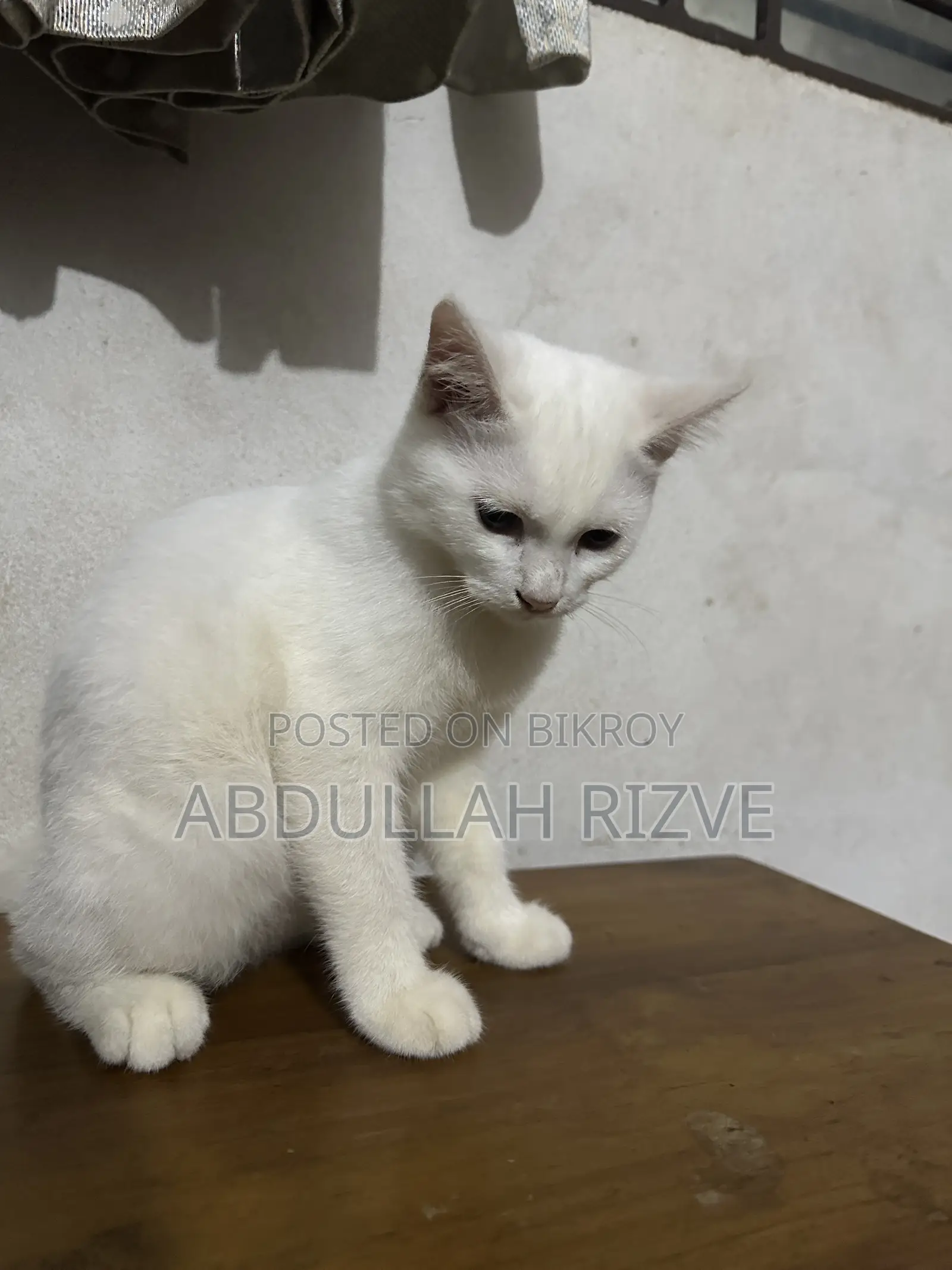 ৩-৬ মাসের ফিমেল মিক্সড ব্রিড পার্সিয়ান