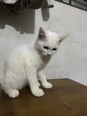৩-৬ মাসের ফিমেল মিক্সড ব্রিড পার্সিয়ান
