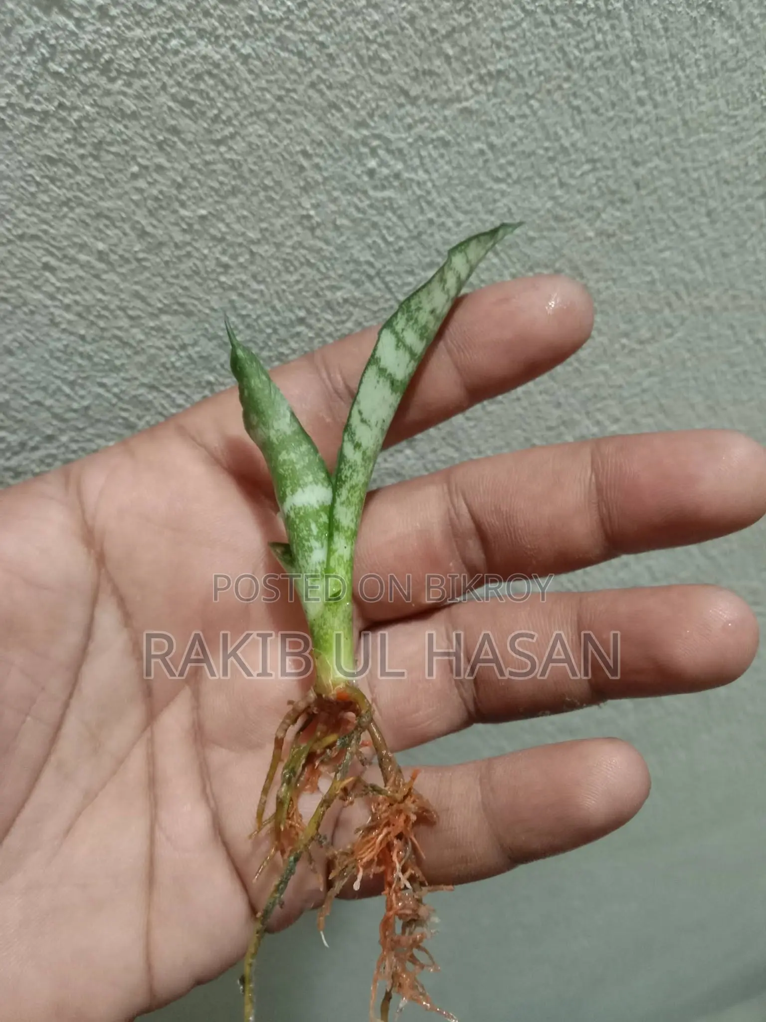 মানি প্ল্যান্ট এবং স্নেক প্ল্যান্ট কম্বো