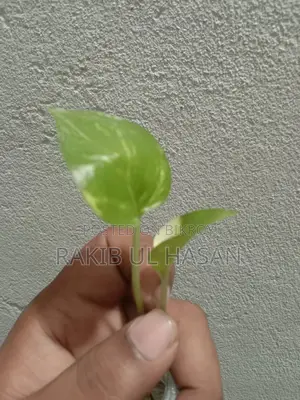 মানি প্ল্যান্ট এবং স্নেক প্ল্যান্ট কম্বো