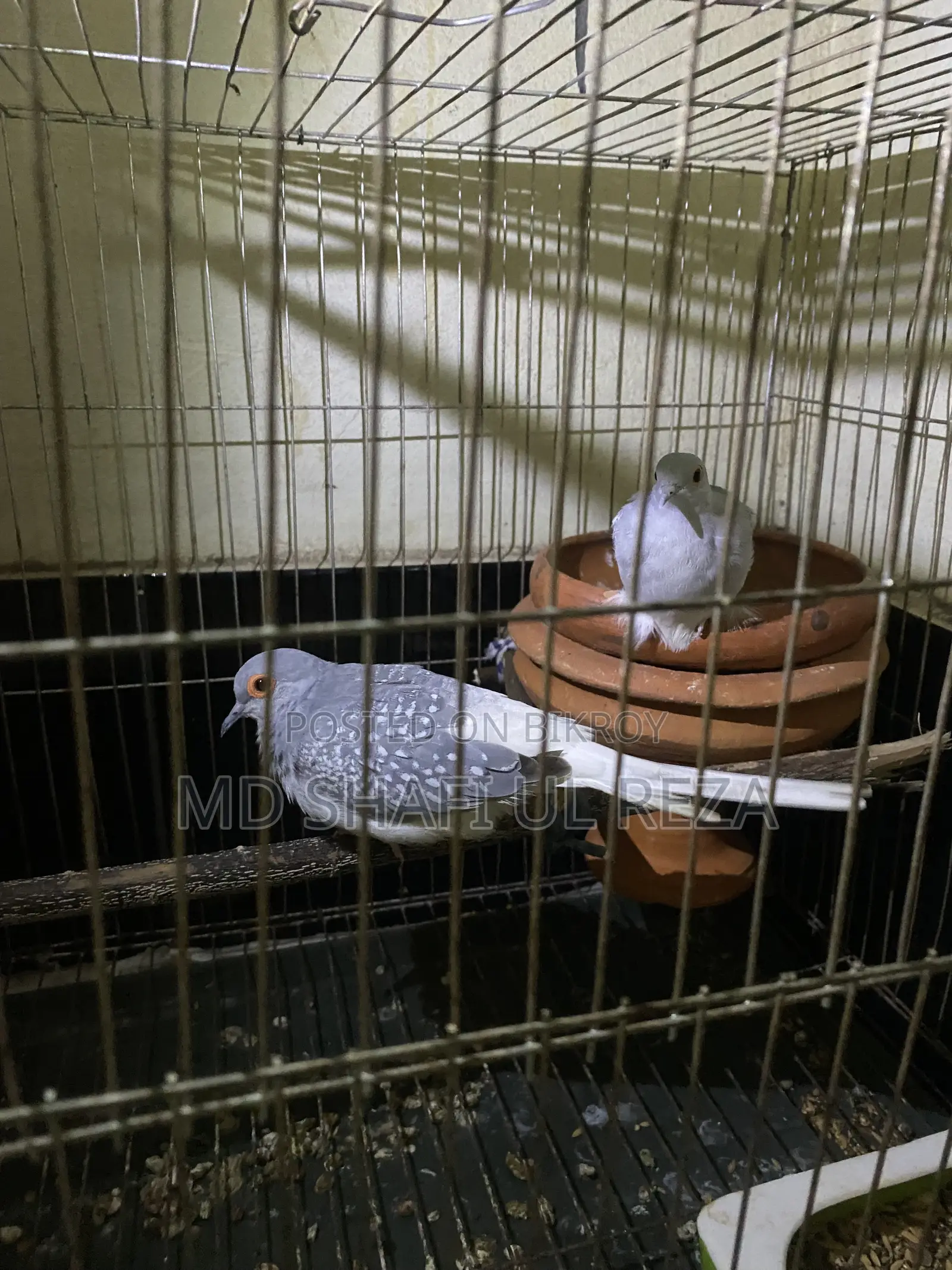 Briding Pair Dimond Dove