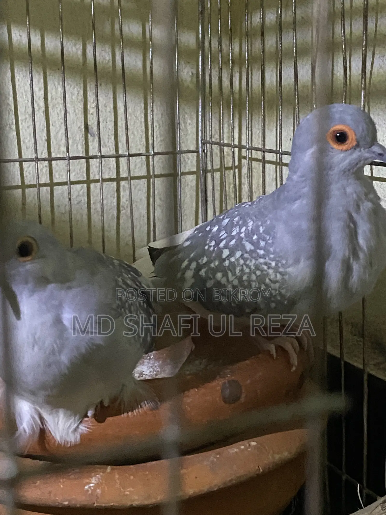 Briding Pair Dimond Dove
