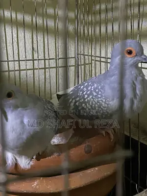 Briding Pair Dimond Dove