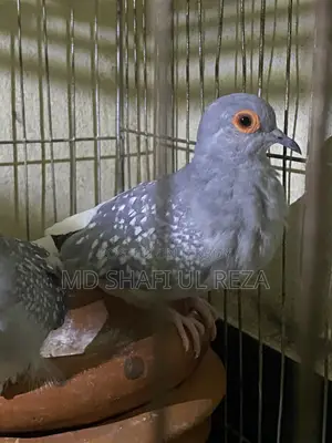Briding Pair Dimond Dove