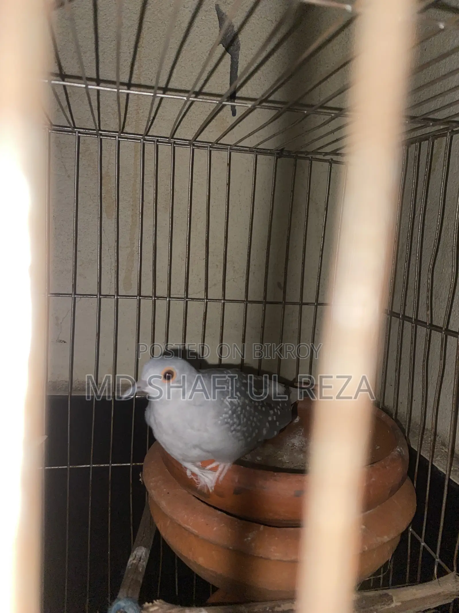 Dimond Dove Breeding Pair
