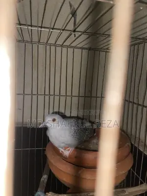 Dimond Dove Breeding Pair