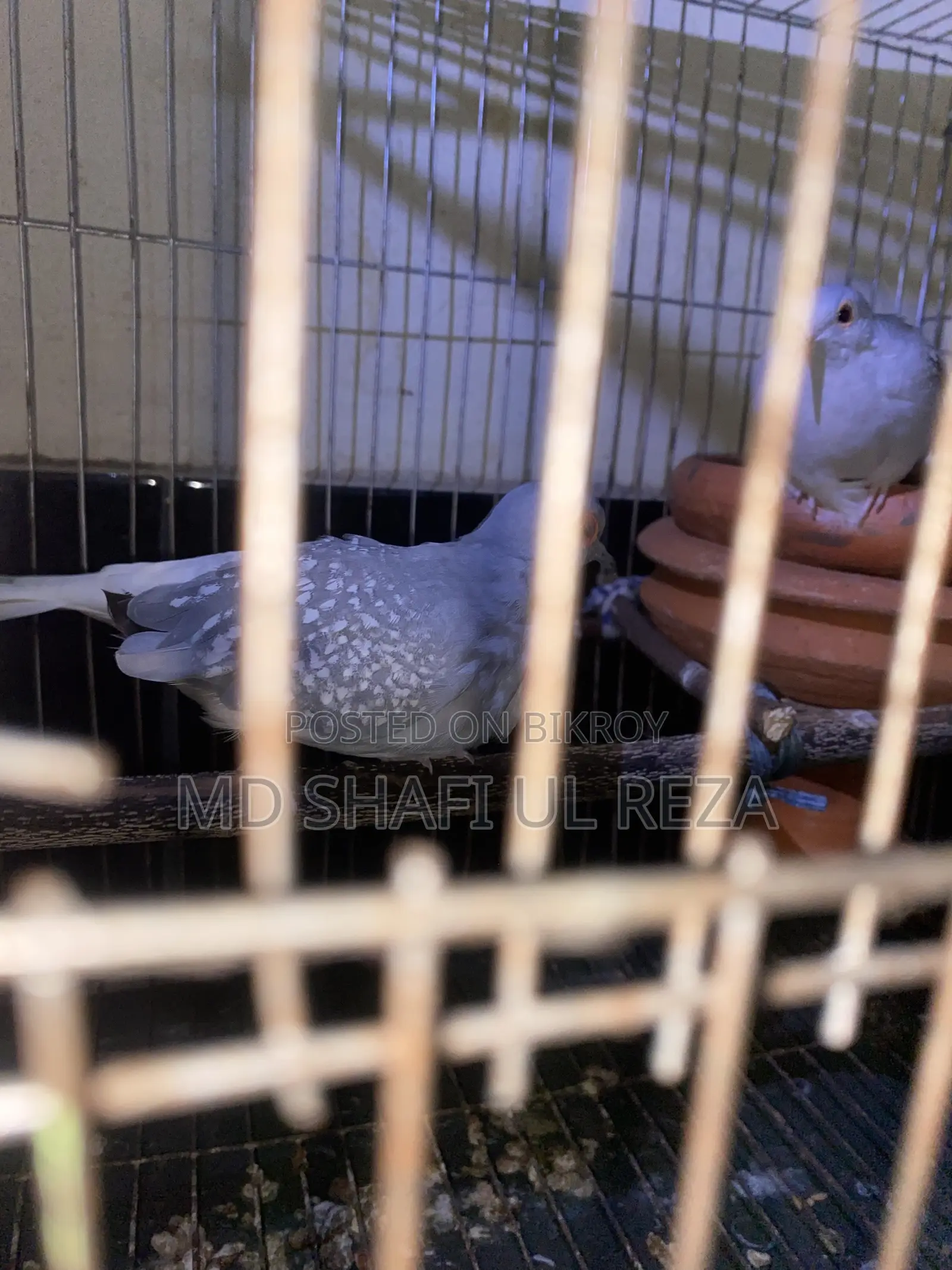 Dimond Dove Breeding Pair