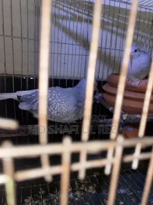 Dimond Dove Breeding Pair