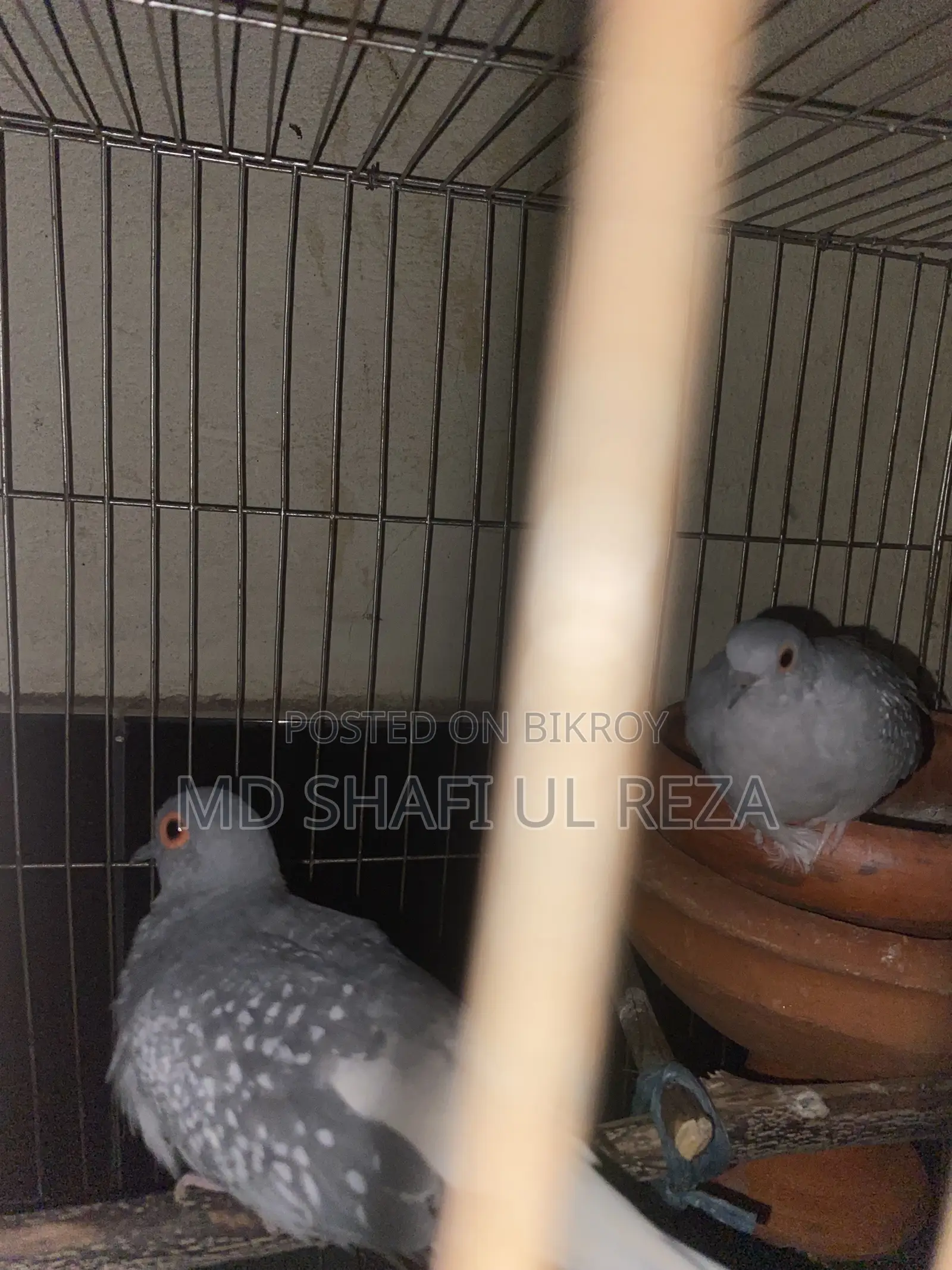 Dimond Dove Breeding Pair