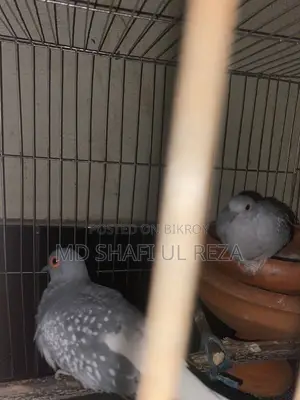 Dimond Dove Breeding Pair