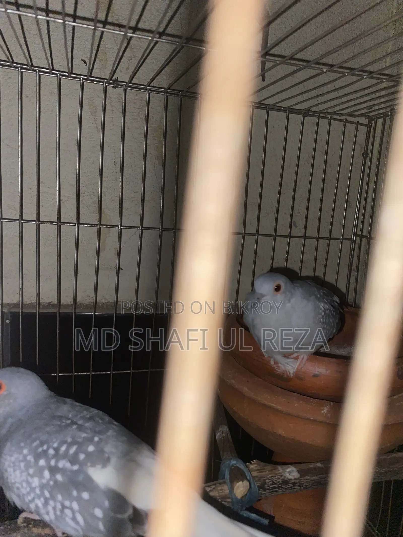 Dimond Dove Breeding Pair