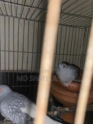 Dimond Dove Breeding Pair