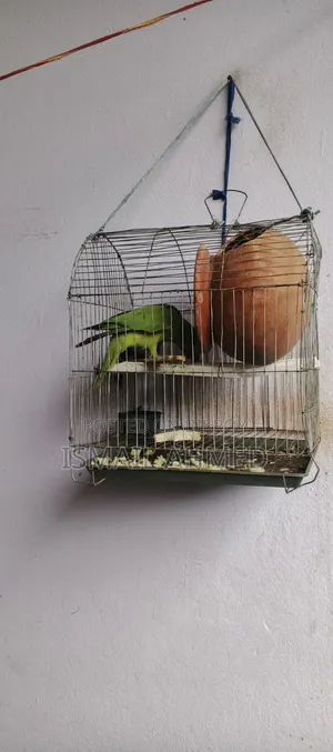 টিয়া পাখি ফিমেল