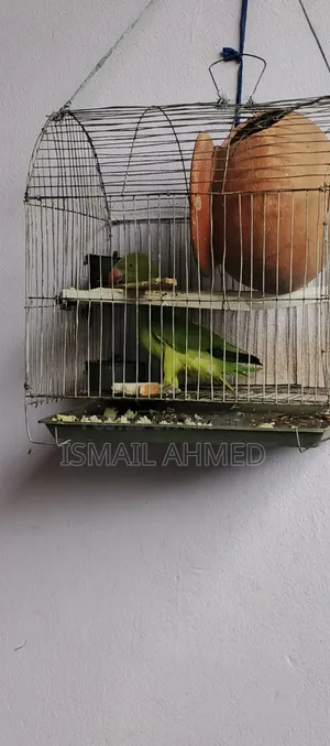 টিয়া পাখি ফিমেল