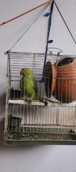 টিয়া পাখি ফিমেল