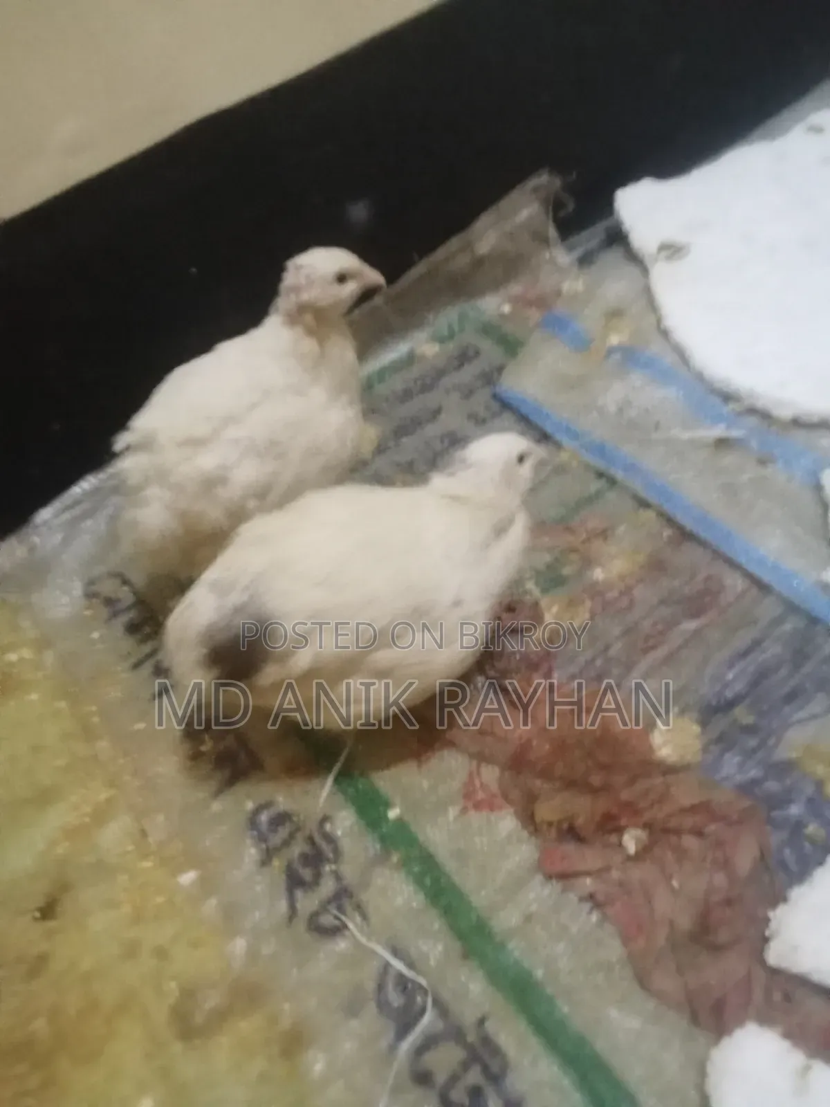 ইউরোপ এন্ড জাতীয় কোয়েল পাখি ৬০০-৭০০ গ্রাম রানিং ডেম ডেস্সি