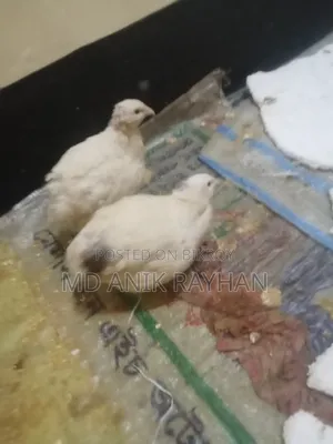 ইউরোপ এন্ড জাতীয় কোয়েল পাখি ৬০০-৭০০ গ্রাম রানিং ডেম ডেস্সি