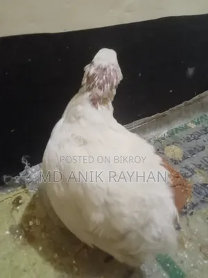 ইউরোপ এন্ড জাতীয় কোয়েল পাখি ৬০০-৭০০ গ্রাম রানিং ডেম ডেস্সি