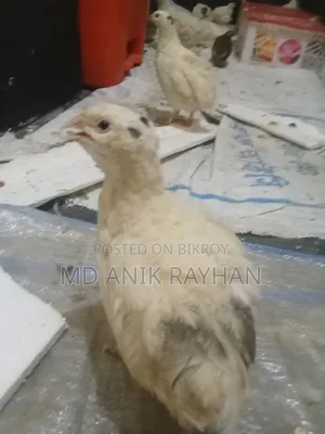 ইউরোপ এন্ড জাতীয় কোয়েল পাখি ৬০০-৭০০ গ্রাম রানিং ডেম ডেস্সি