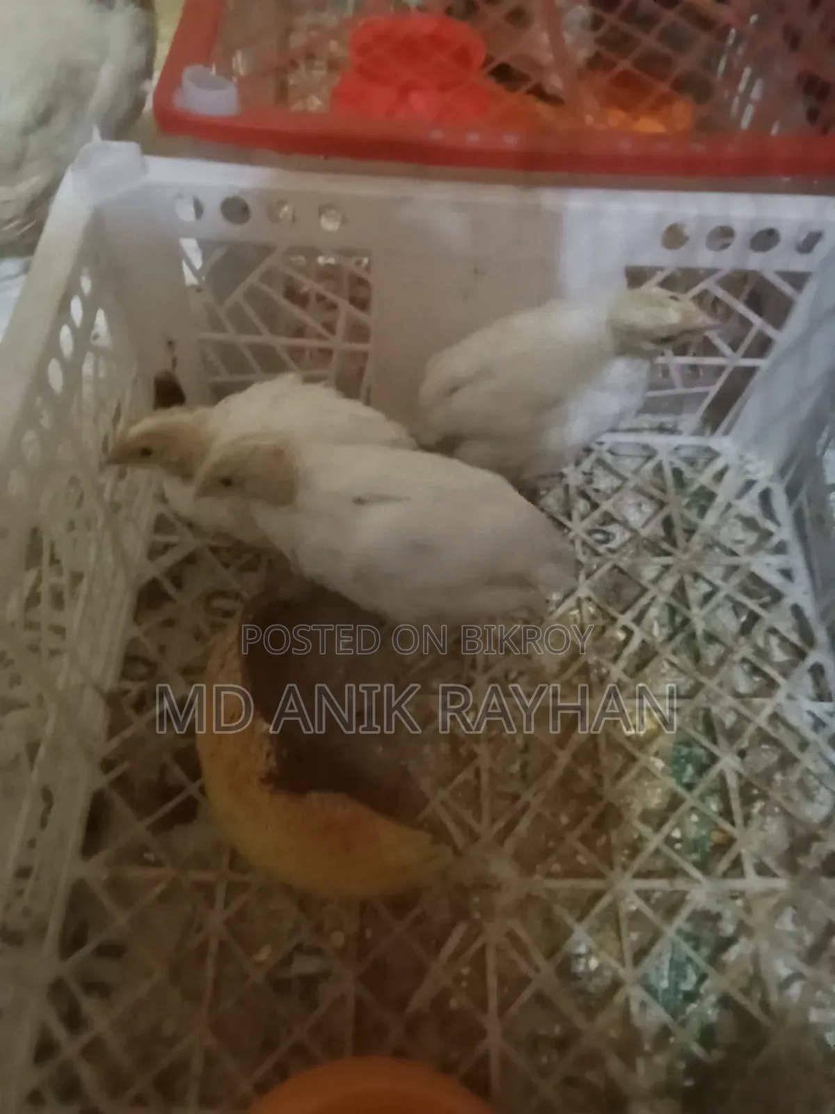 ইউরোপ এন্ড জাতীয় কোয়েল পাখি ৬০০-৭০০ গ্রাম রানিং ডেম ডেস্সি