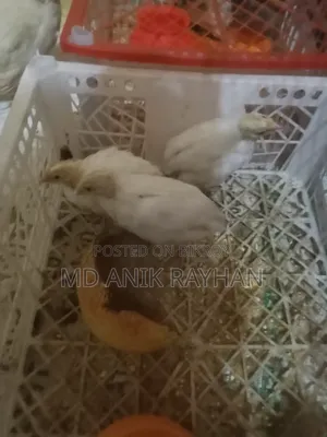 ইউরোপ এন্ড জাতীয় কোয়েল পাখি ৬০০-৭০০ গ্রাম রানিং ডেম ডেস্সি