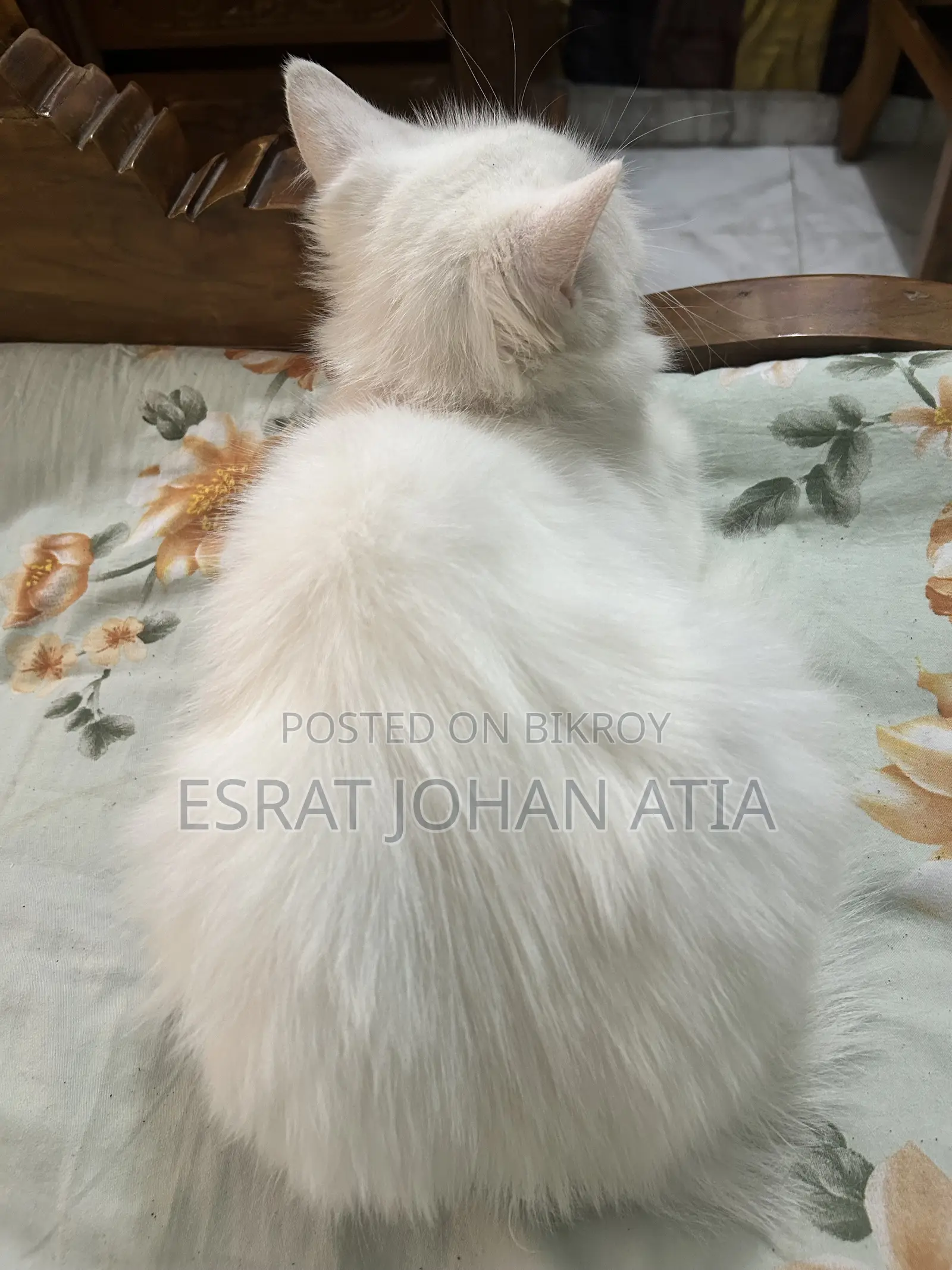 1+ year Female Purebred Persian