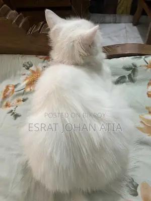 1+ year Female Purebred Persian