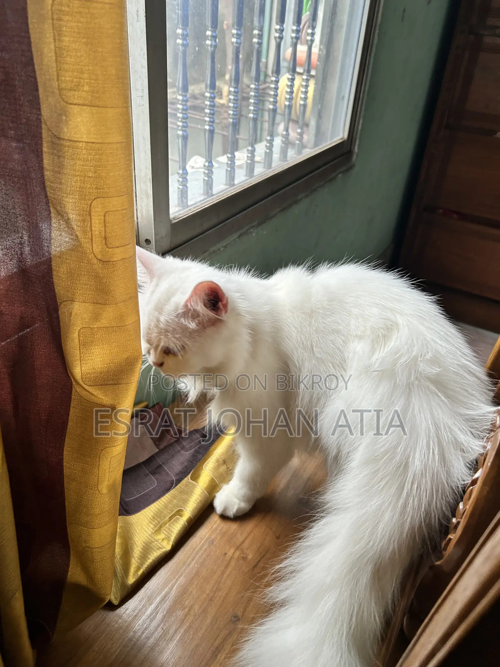 1+ year Female Purebred Persian