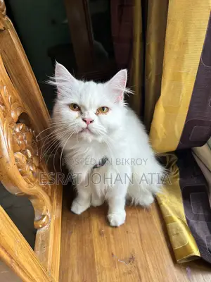 1+ year Female Purebred Persian