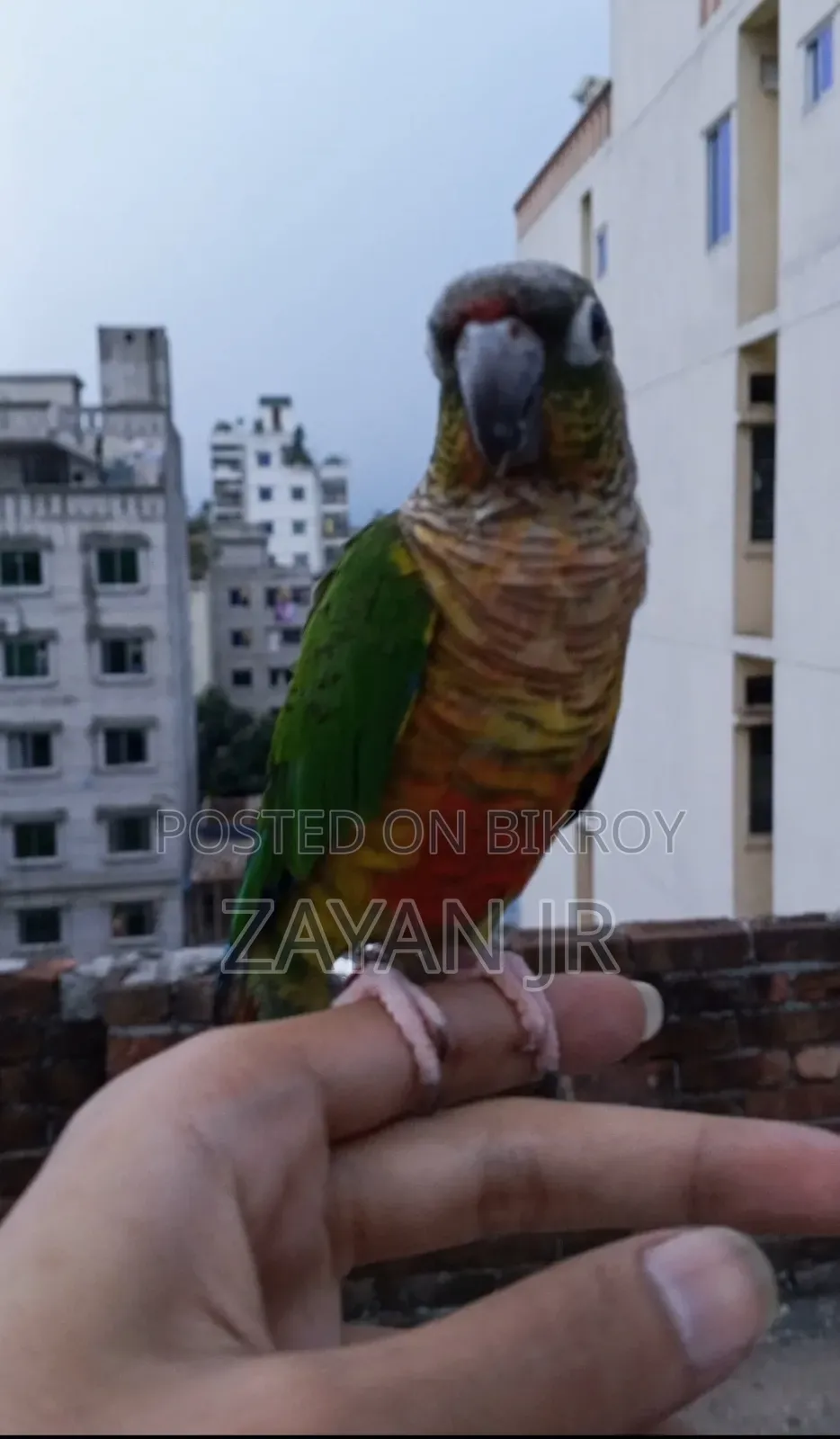 উরুগুয়ে ইয়েলো শেডেড ডাবল রেড ফ্যাক্টর গ্রিন চেক কুনুর সুপার টেম