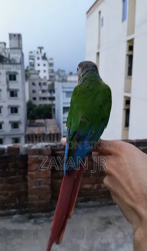 উরুগুয়ে ইয়েলো শেডেড ডাবল রেড ফ্যাক্টর গ্রিন চেক কুনুর সুপার টেম