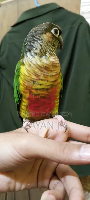 উরুগুয়ে ইয়েলো শেডেড ডাবল রেড ফ্যাক্টর গ্রিন চেক কুনুর সুপার টেম