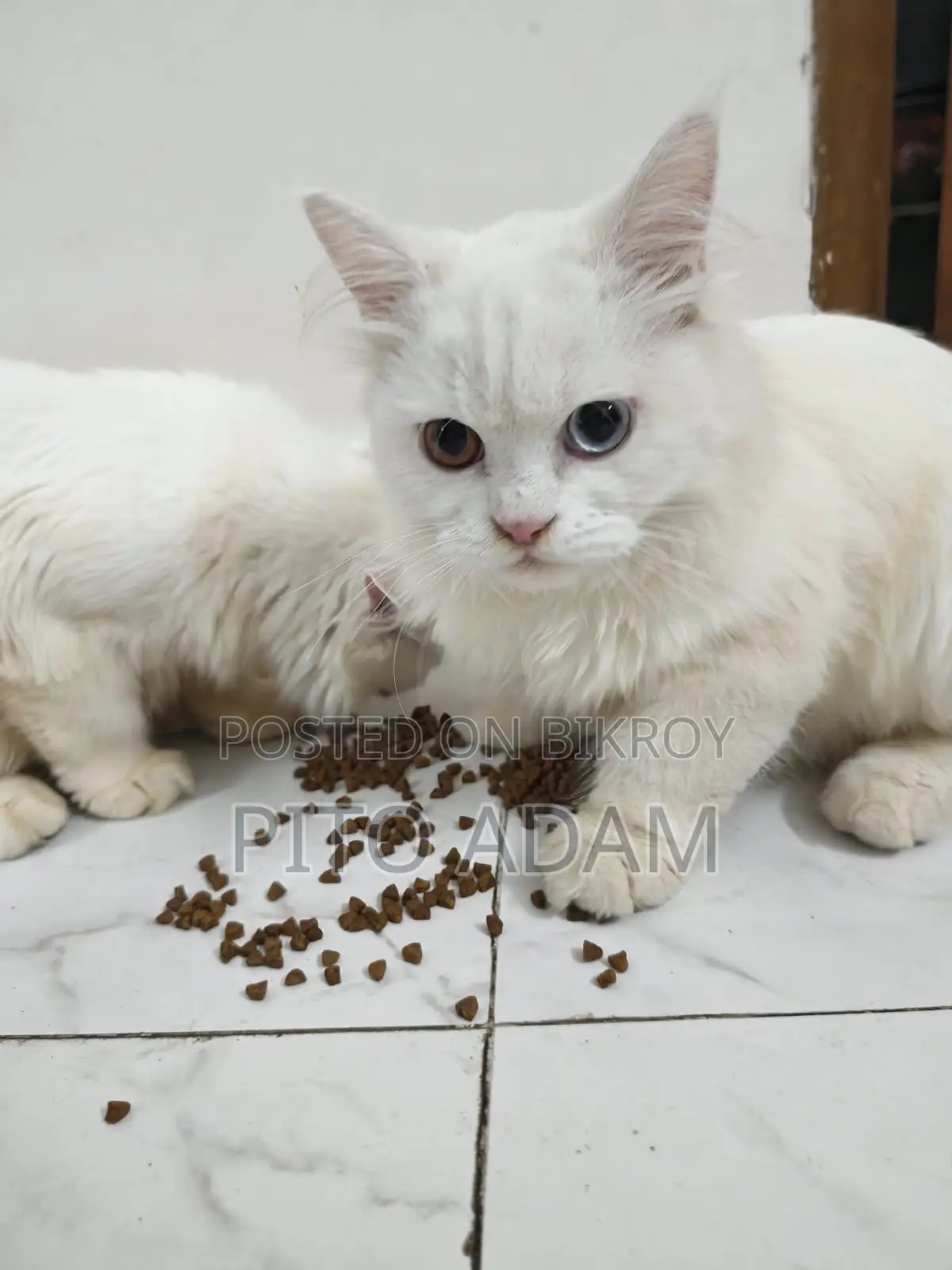 3-6 months Female Purebred Persian