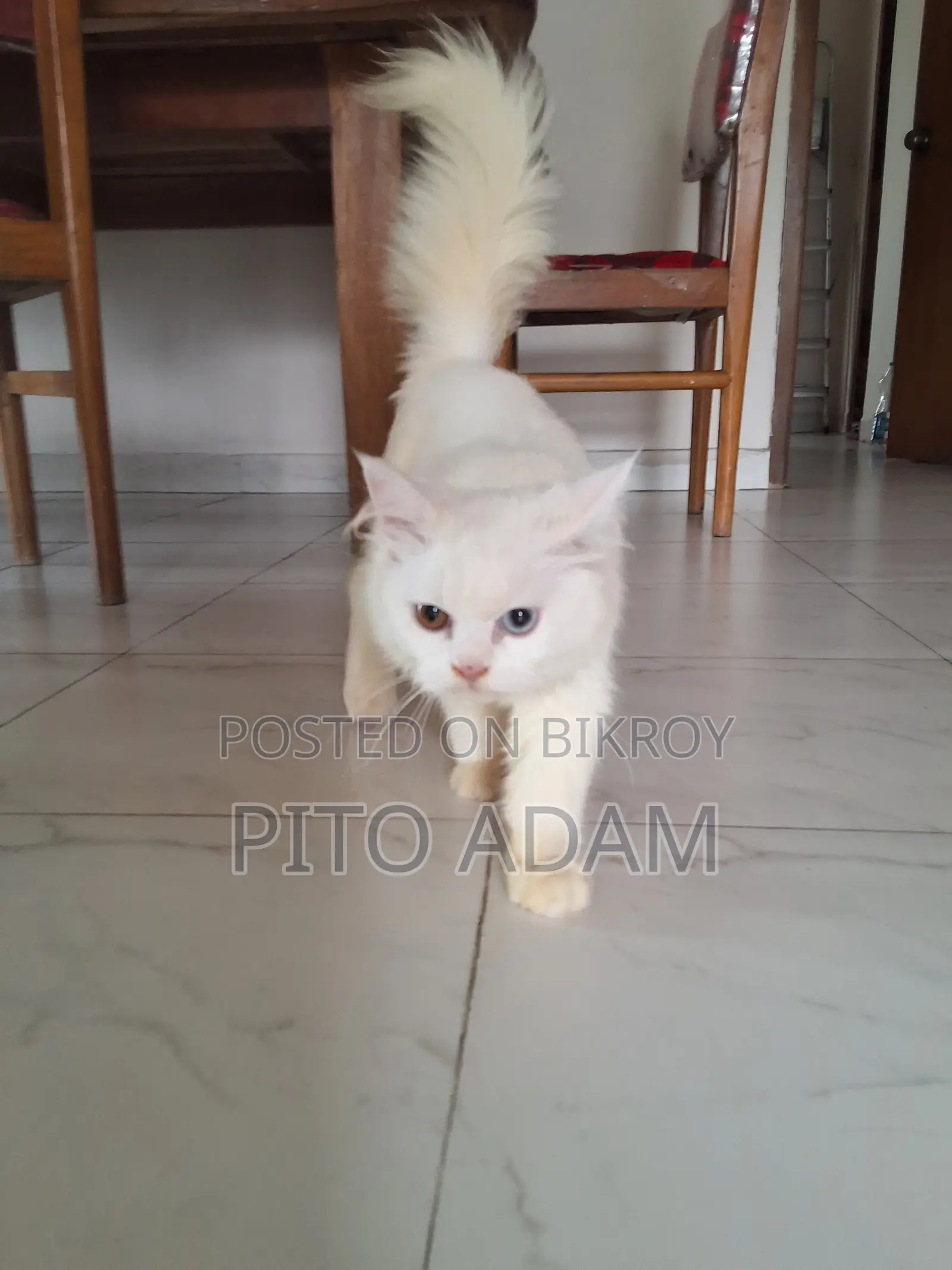 3-6 months Female Purebred Persian