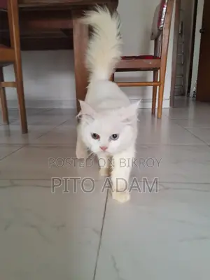 3-6 months Female Purebred Persian