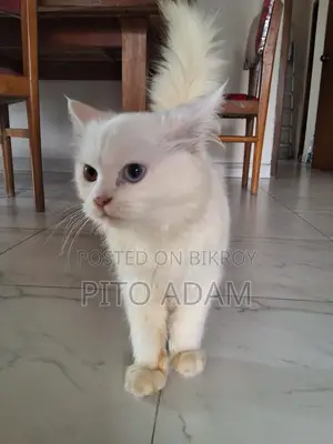 3-6 months Female Purebred Persian