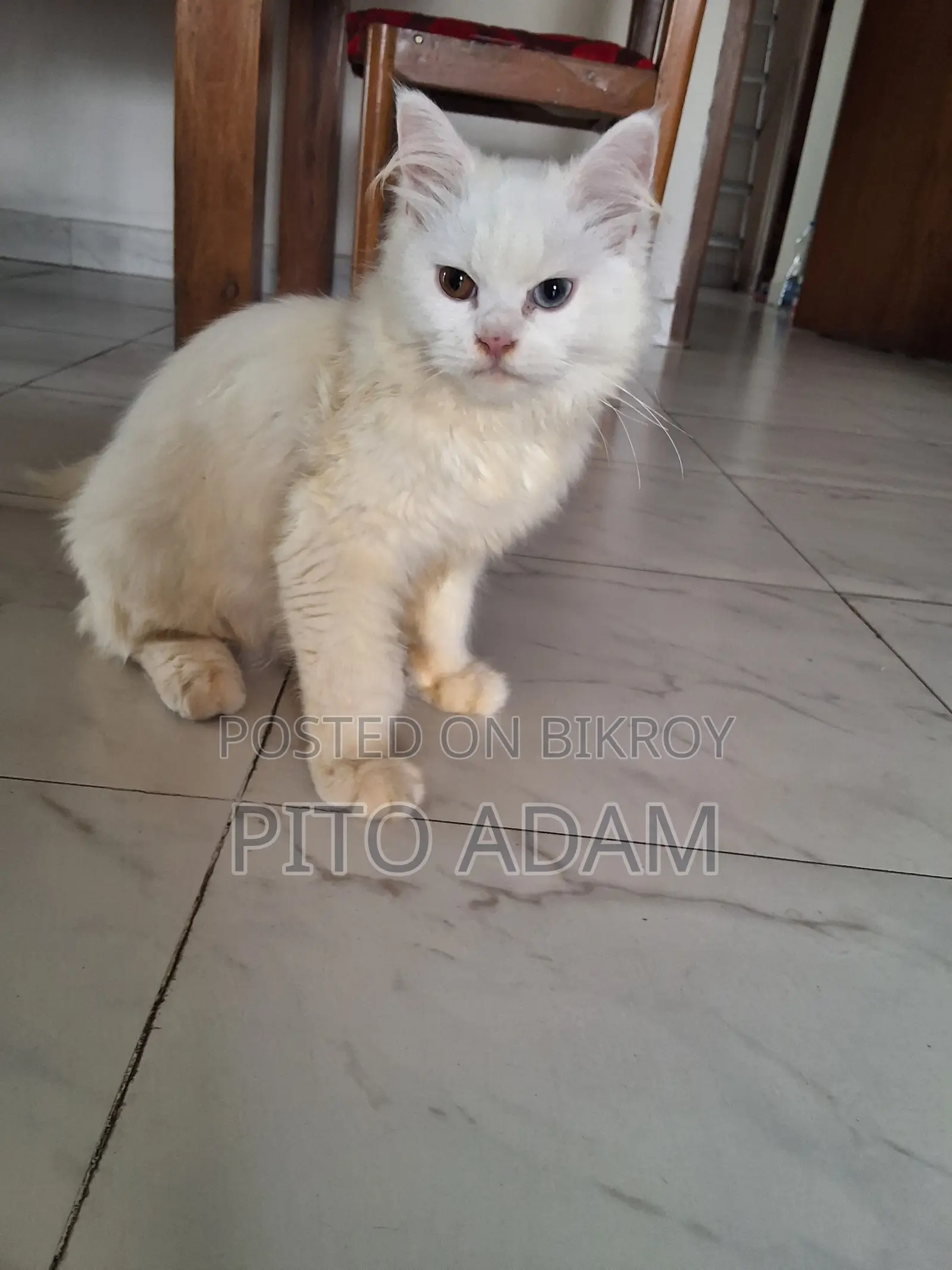 3-6 months Female Purebred Persian