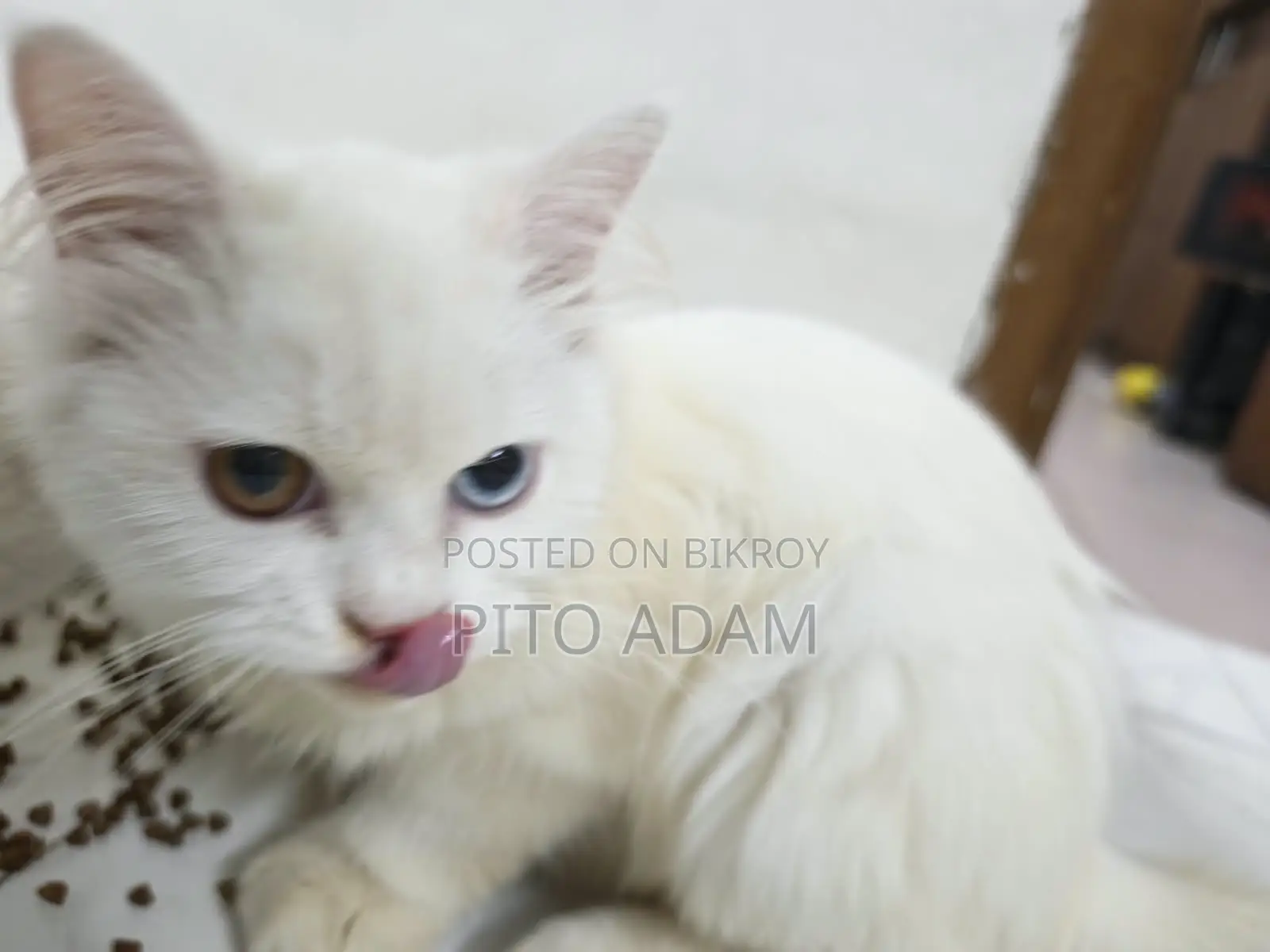 3-6 months Female Purebred Persian