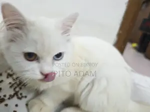 3-6 months Female Purebred Persian