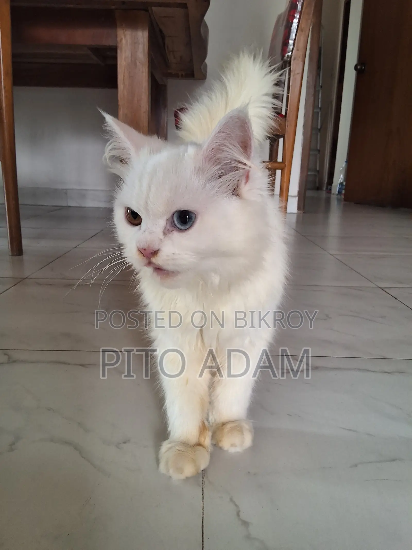 3-6 months Female Purebred Persian