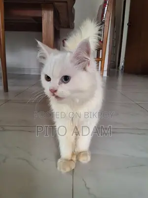 3-6 months Female Purebred Persian