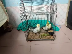 এক জোরা রানিং কোকাটেল ডেলিভারি হবে না লোকেশন পুরান ঢাকা চকবাজার