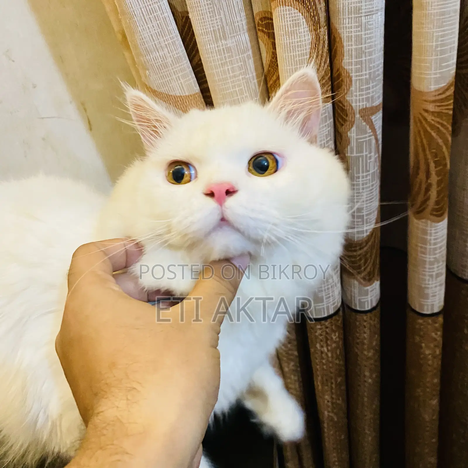 6-12 months Male Purebred Persian