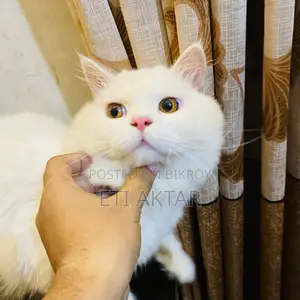 6-12 Months Male Purebred Persian
