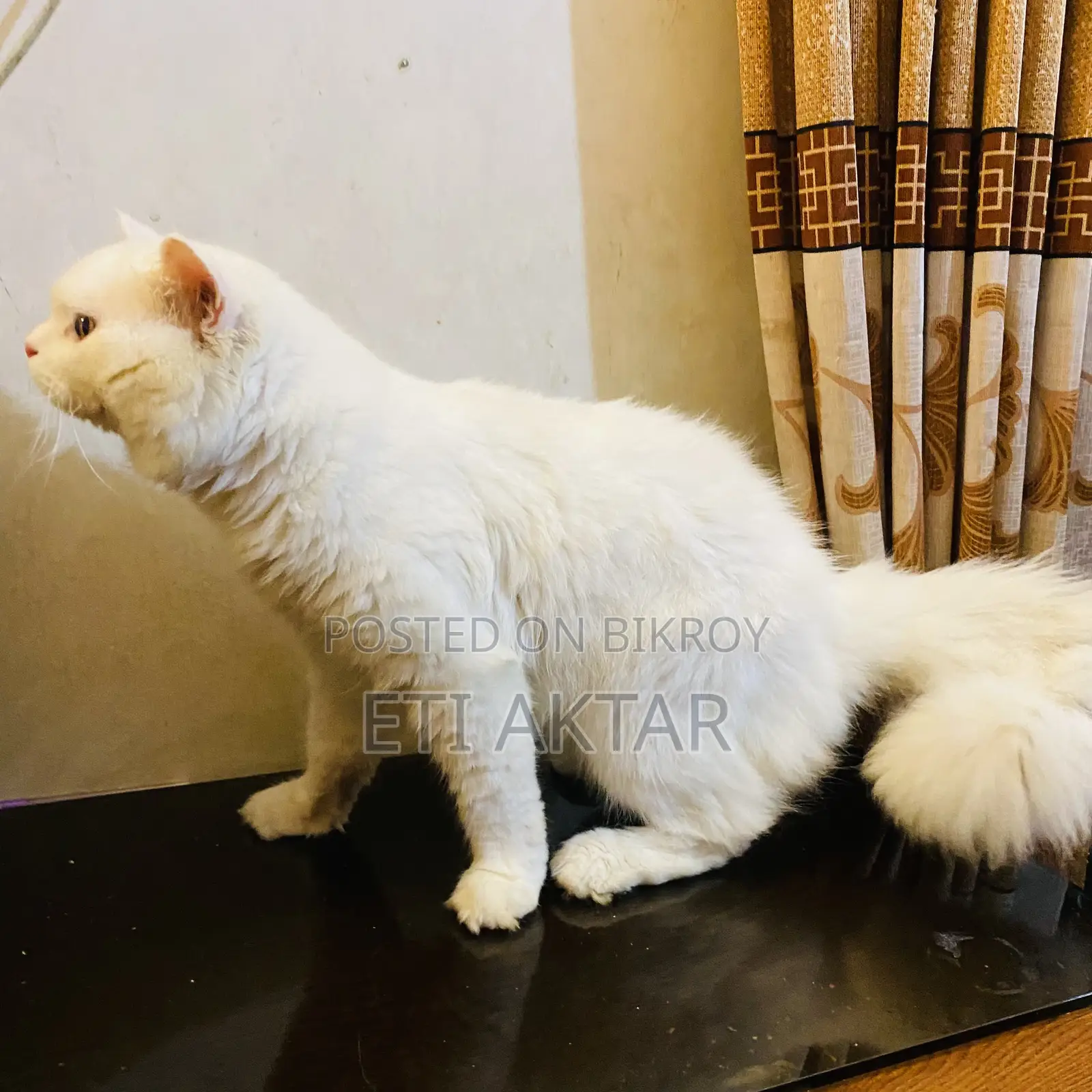6-12 months Male Purebred Persian
