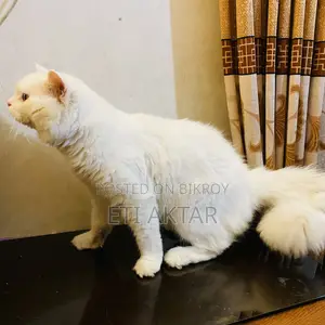 6-12 months Male Purebred Persian