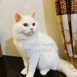 6-12 months Male Purebred Persian