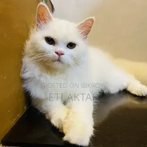6-12 months Male Purebred Persian
