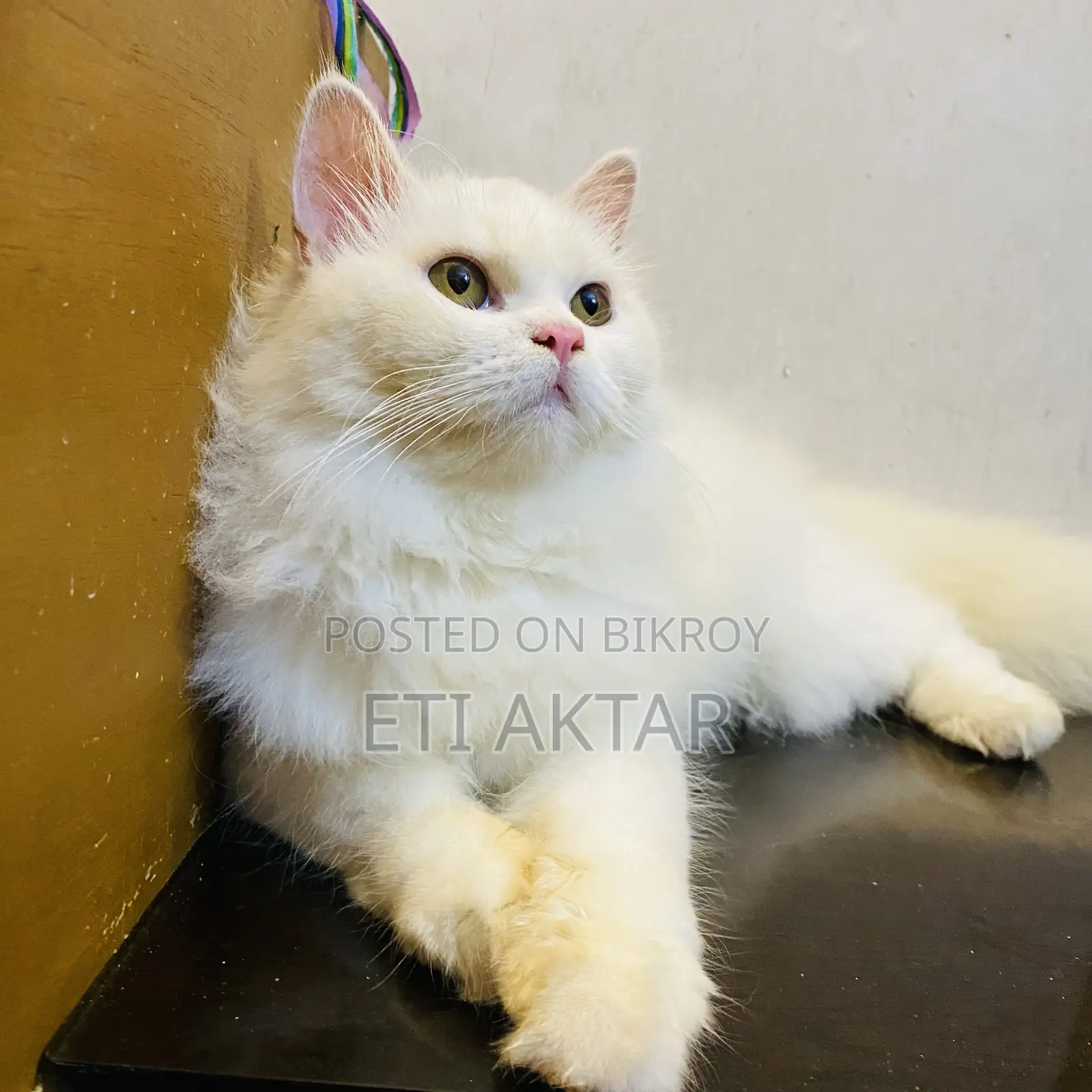 6-12 months Male Purebred Persian